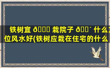铁树宜 🐅 栽院子 🌴 什么方位风水好(铁树应栽在住宅的什么位置)